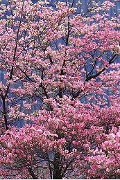 CDPR负责人：《赛博朋克2077》首发糟糕是我的错